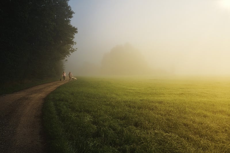 Forest Walk